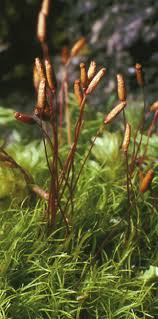 Attēlu rezultāti vaicājumam “Distichium capillaceum”