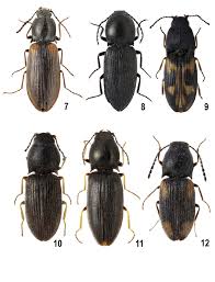 Attēlu rezultāti vaicājumam “Elateridae”