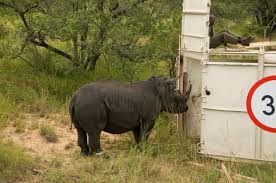 Image result for Rhyl Rhinos