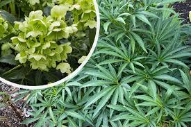 Image result for Nieswurz