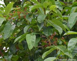 Attēlu rezultāti vaicājumam “Cribraria rubiginosa”