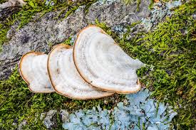 Attēlu rezultāti vaicājumam “Trametes hirsuta”