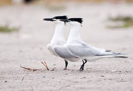 Attēlu rezultāti vaicājumam “Sterna sandvicensis adult”