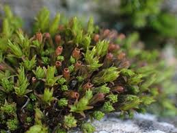 Attēlu rezultāti vaicājumam “Orthotrichum cupulatum var. riparium sporophyte”