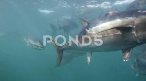 Image result for Thunnus maccoyii