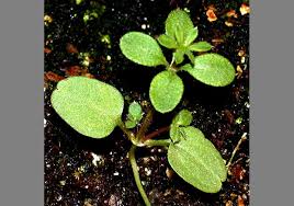 Attēlu rezultāti vaicājumam “Cribraria violacea stalked”