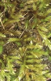 Attēlu rezultāti vaicājumam “Brachythecium salebrosum”