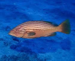Image result for Epinephelus costae