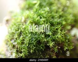 Attēlu rezultāti vaicājumam “Eucladium verticillatum”