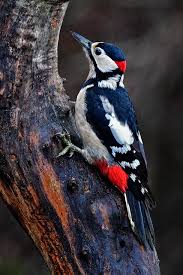 Attēlu rezultāti vaicājumam “Dendrocopos major male”