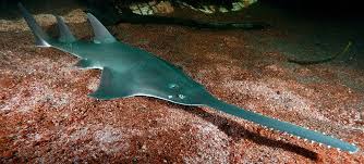 Image result for Pristis pristis