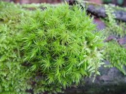 Attēlu rezultāti vaicājumam “Dicranum polysetum sporophyte”
