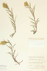 Attēlu rezultāti vaicājumam “Orobanchaceae”