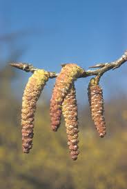 Attēlu rezultāti vaicājumam “Populus x jackii flower”