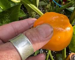 Afbeeldingsresultaat voor hungarian sweet apple sweet pepper