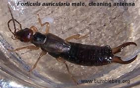 Attēlu rezultāti vaicājumam “Forficula auricularia male”