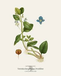 Attēlu rezultāti vaicājumam “Veronica beccabunga leaf”