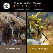 Attēlu rezultāti vaicājumam “Pylaisia polyantha sporophyte”