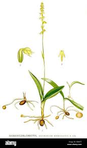 Attēlu rezultāti vaicājumam “Herminium monorchis”