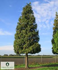Attēlu rezultāti vaicājumam “Thuja plicata”