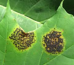 Attēlu rezultāti vaicājumam “Rhytisma acerinum”