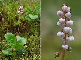 Attēlu rezultāti vaicājumam “Pyrola minor”