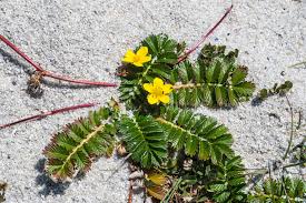 Image result for Potentilla anserina