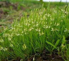 Attēlu rezultāti vaicājumam “Myosurus minimus”