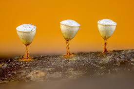 Attēlu rezultāti vaicājumam “Comatricha ellae”