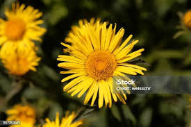 Image result for Inula hirta