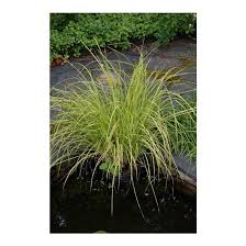 Attēlu rezultāti vaicājumam “Carex elata”