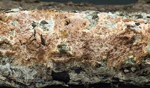 Attēlu rezultāti vaicājumam “Corticium roseum”