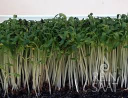 Image result for Gartenkresse