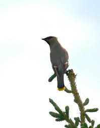 Attēlu rezultāti vaicājumam “Bombycilla garrulus adult”