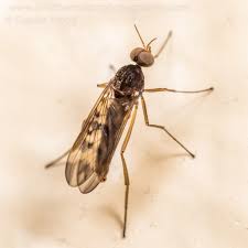 Attēlu rezultāti vaicājumam “Sylvicola sp.”