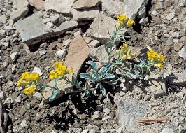 Attēlu rezultāti vaicājumam “Physaraceae”