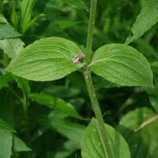 Attēlu rezultāti vaicājumam “Silene tatarica leaf”