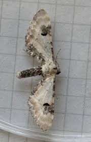 Attēlu rezultāti vaicājumam “Eupithecia centaureata”