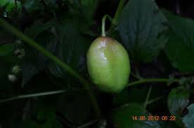 Attēlu rezultāti vaicājumam “Podophyllum hexandrum fruit”