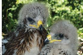 Attēlu rezultāti vaicājumam “Aquila pomarina”