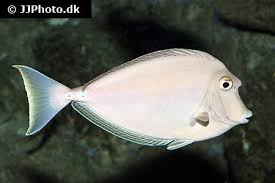 Image result for Naso unicornis