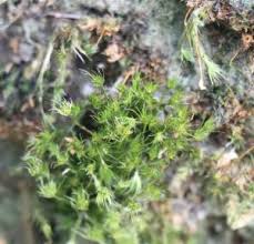 Attēlu rezultāti vaicājumam “Leptobryum pyriforme”