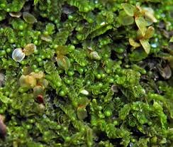 Attēlu rezultāti vaicājumam “Leiocolea rutheana sporophyte”