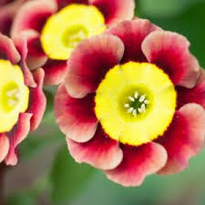 Attēlu rezultāti vaicājumam “Primula veris var. rubra flower”