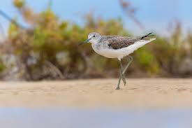 Attēlu rezultāti vaicājumam “Tringa nebularia”