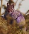 Pete the purple squirrel