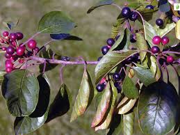 Attēlu rezultāti vaicājumam “Frangula alnus fruit”