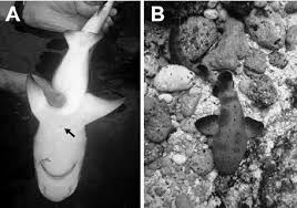 Image result for Negaprion brevirostris