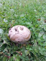 Attēlu rezultāti vaicājumam “Amanita strobiliformis”