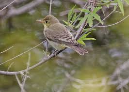 Attēlu rezultāti vaicājumam “Hippolais icterina adult”
